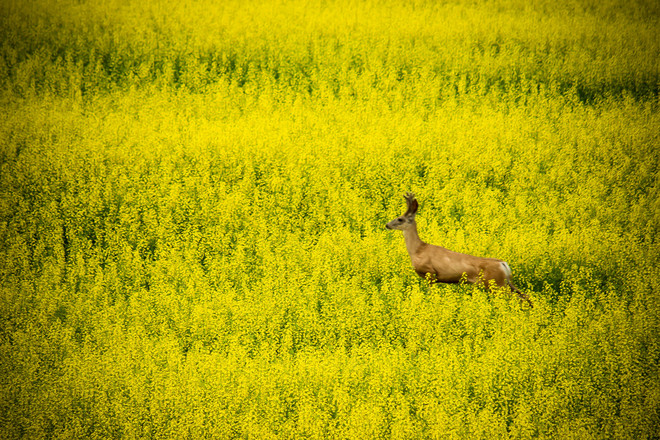 Summer Deer Leduc County No. 25, Alberta Canada