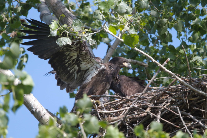 Eaglet Landing Goderich, Ontario Canada