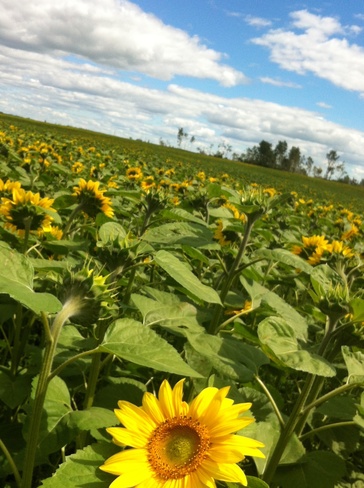 A field of happiness!!! Saskatoon, Saskatchewan Canada