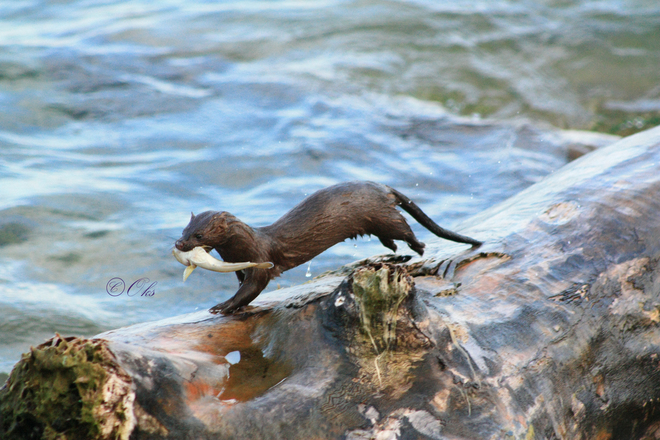 Otter after hunting Toronto, Ontario Canada
