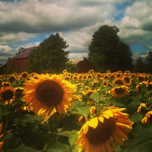 Fields of Sunflowers Freelton, Ontario Canada