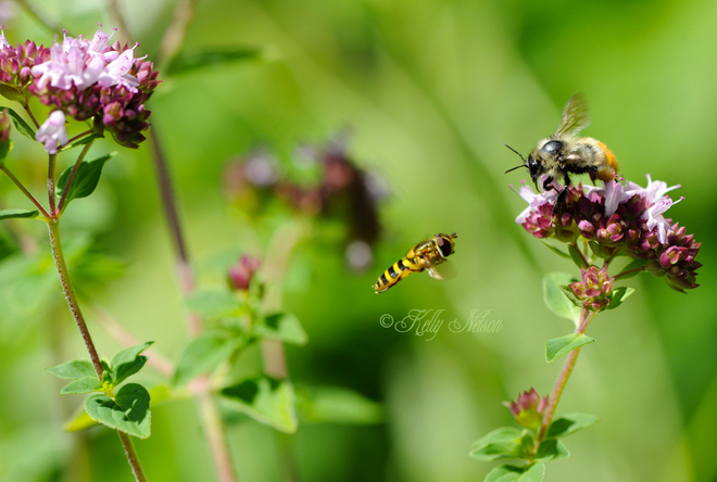 Busy bees. Mindemoya, Ontario Canada