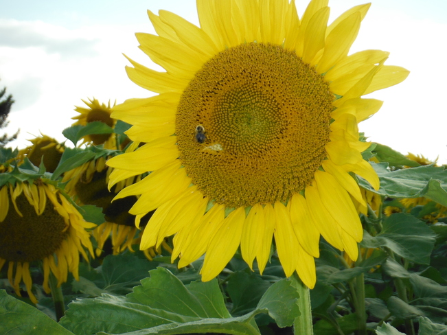 Sunflower Flamborough, Ontario Canada