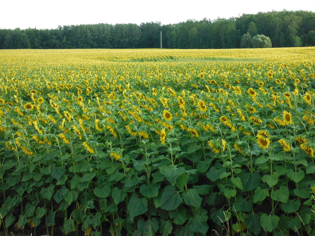 Lots of sunflowers Flamborough, Ontario Canada