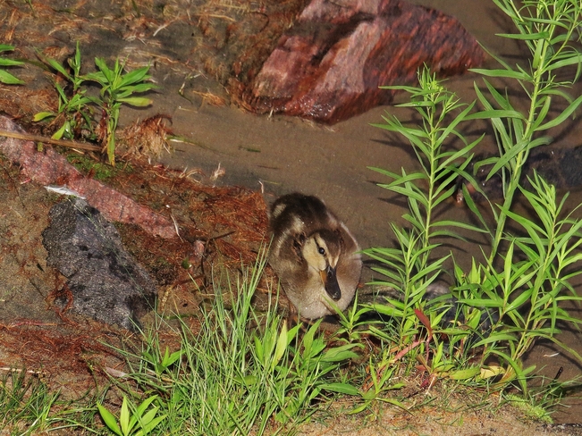 Curious duckling moves in for a look. North Bay, Ontario Canada