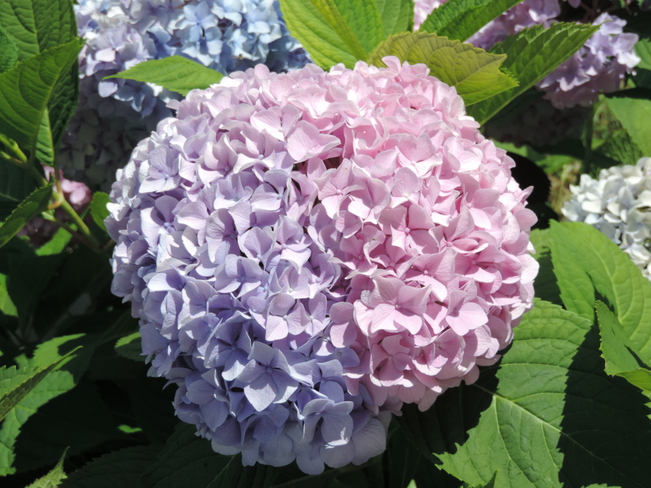 Blue and Pink Hydrangea Amherstview, Ontario Canada