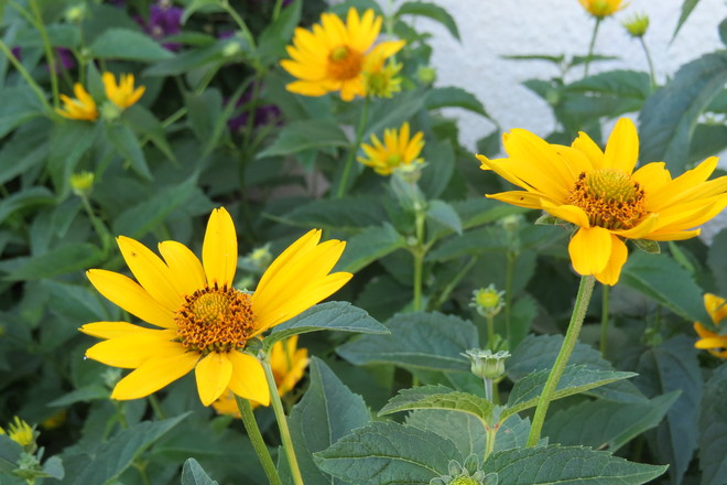 sunflowers in the garden Qu'Appelle, Saskatchewan Canada