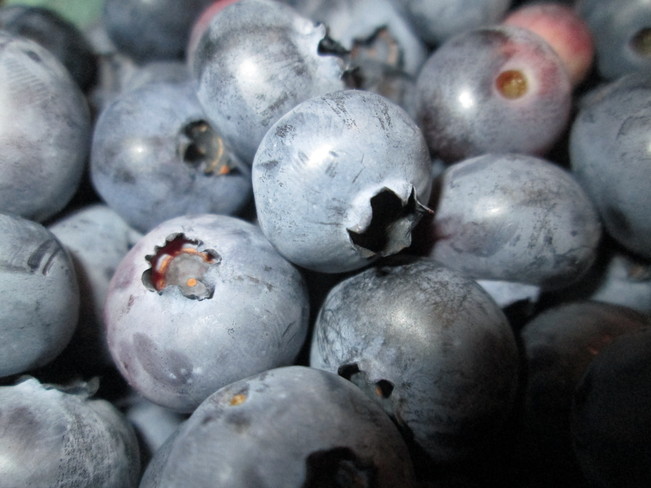 Blueberries! Sussex, New Brunswick Canada