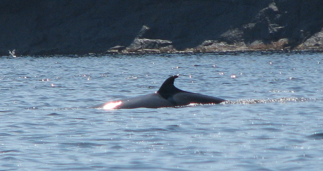 Whale Glovertown, Newfoundland and Labrador Canada