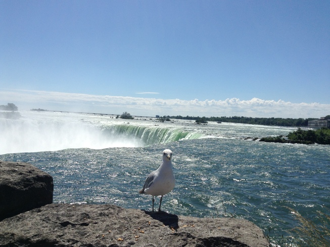 seagull in the falls Niagara Falls, Ontario Canada