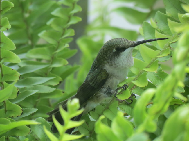 Hummingbird in my Fern Lindsay, Ontario Canada