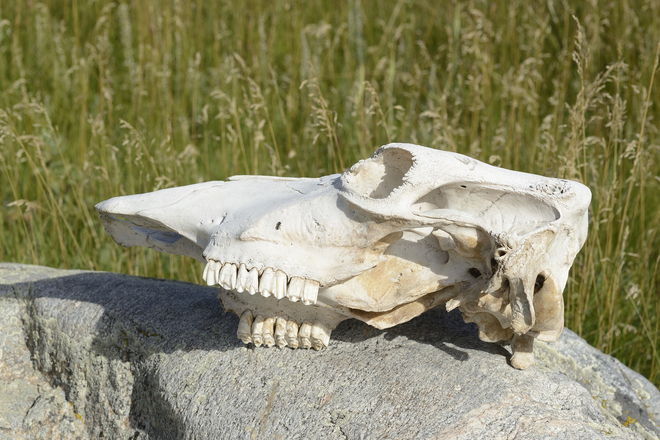 Bleached bones. Brooks, Alberta Canada