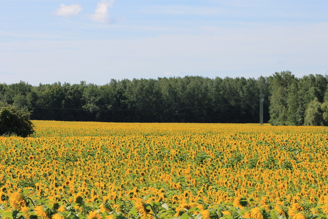 Fields of Sunflowers Flamborough, Ontario Canada
