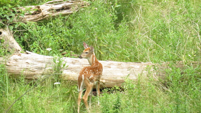 Deer near the walking trail London, Ontario Canada