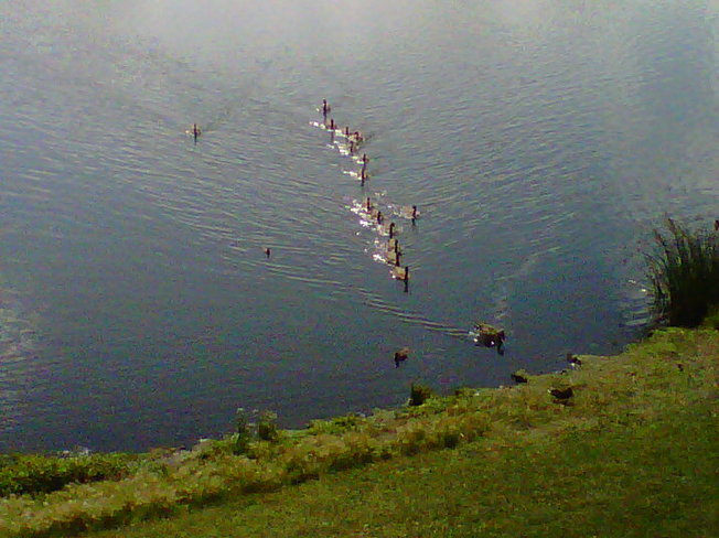 geese in a pond Edmonton, Alberta Canada