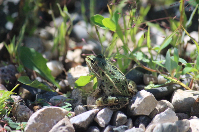 Tiny Frog Brandon, Manitoba Canada