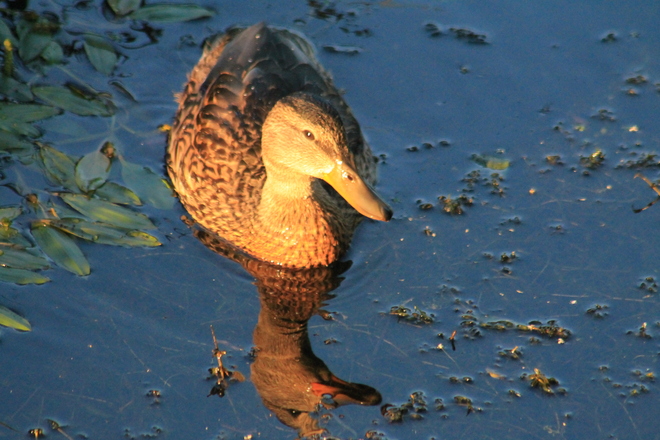 mallard duck Abbotsford, British Columbia Canada