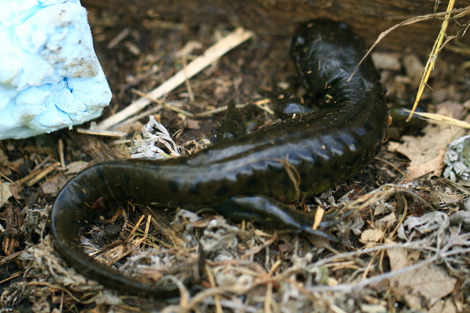 Salamander St. Eustache, Manitoba Canada