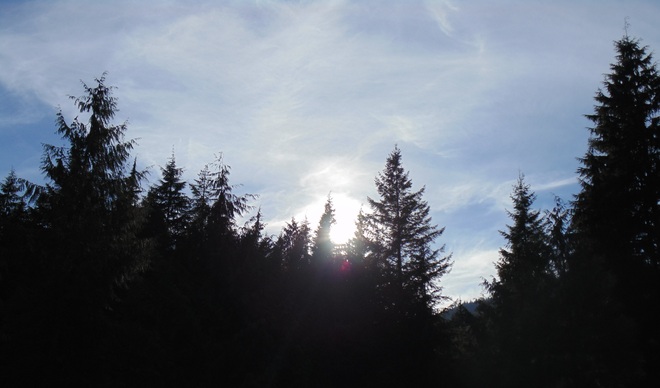 sun behind trees Maple Ridge, British Columbia Canada