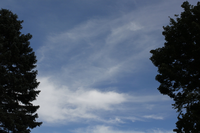 Cirrus and Trees 