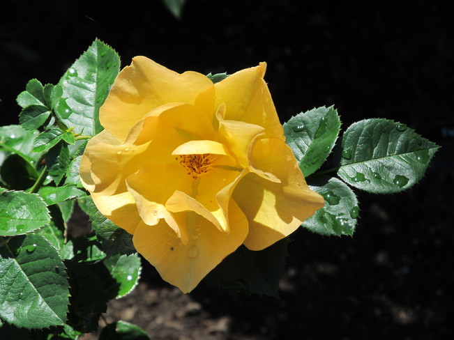 Yellow Rose After the Rain Lunenburg, Nova Scotia Canada