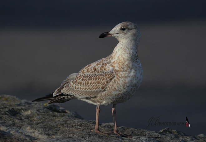Juvenile Herring Gull Port Colborne, Ontario Canada