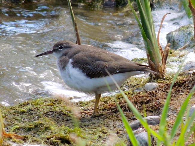 I Spotted a Spotted Sandpiper. Port Perry, Ontario Canada
