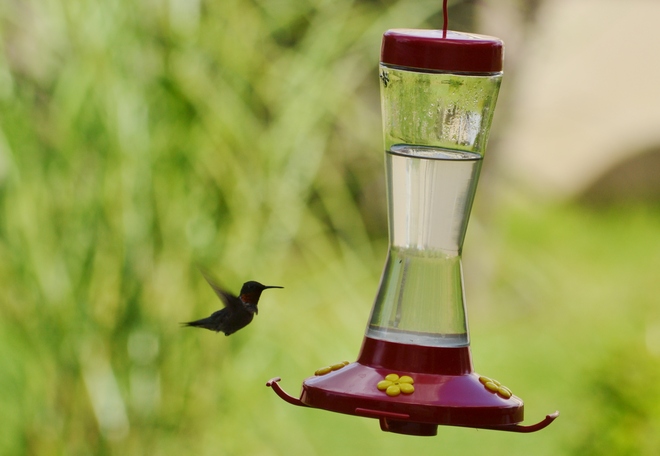 humming bird feediing Waterloo, Ontario Canada