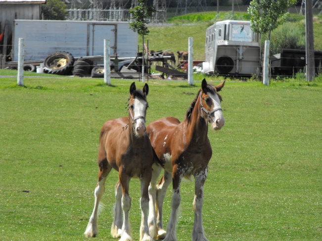 horses Ancaster, Ontario Canada