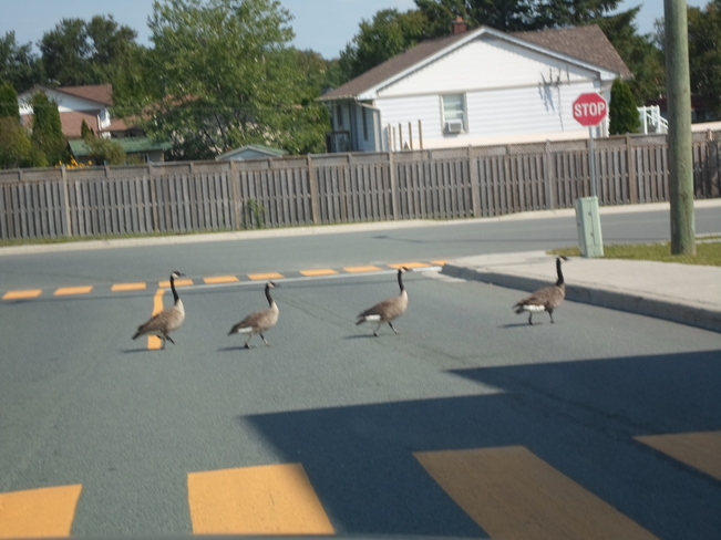 Geese Intersection Crossing Elliot Lake, Ontario Canada