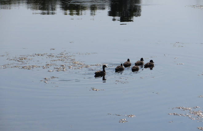 Silhouettes' of the Duck Family Brandon, Manitoba Canada