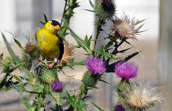 Finch in the thistle London, Ontario Canada