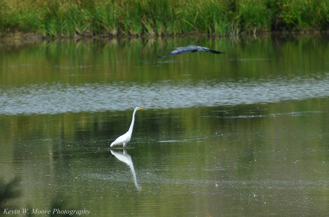 Egret vs Blue Heron Kerwood, Ontario Canada