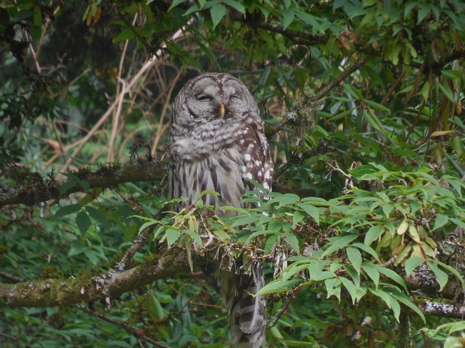 "SLEEPY OWL" Vancouver, British Columbia Canada