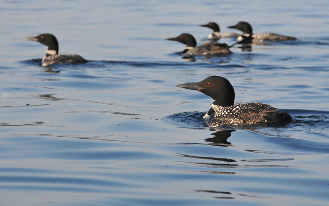loons on St. Lawrence River Brockville, Ontario Canada
