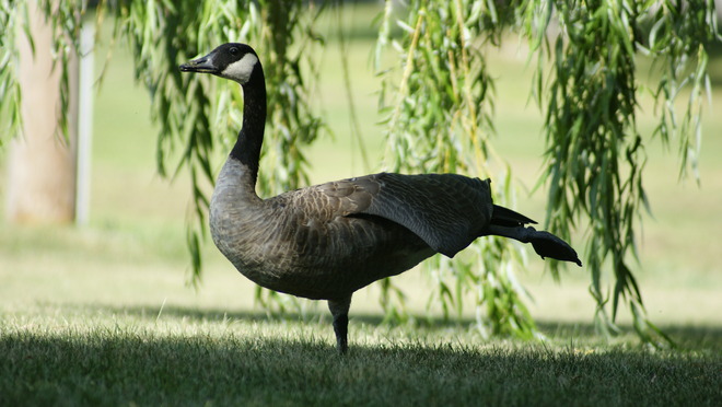 Morning yoga, goose style :) Nanticoke, Ontario Canada