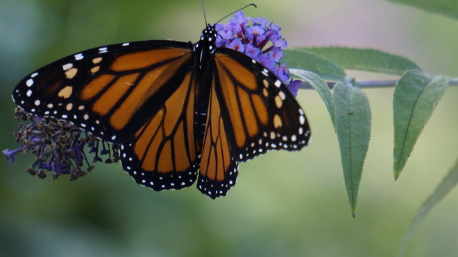 Monarch Butterfly Komoka, Ontario Canada