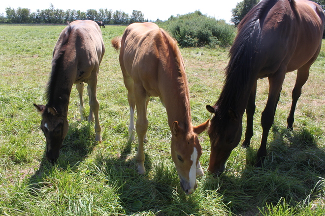 Two Foals and a Filly Canning, Nova Scotia Canada