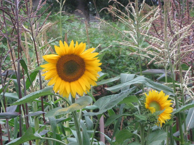 sunflowers among the corn Surrey, British Columbia Canada
