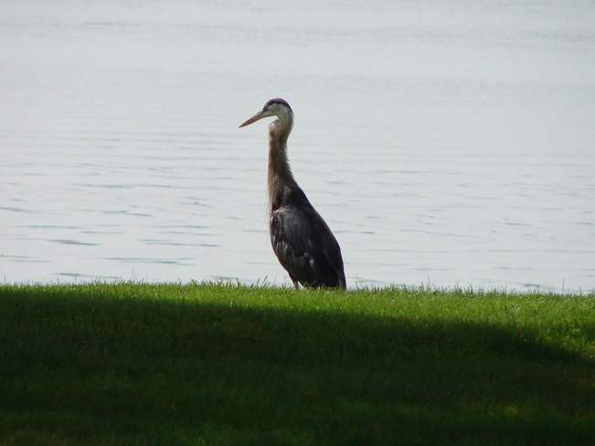 The Heron after eating the eel Belleville, Ontario Canada