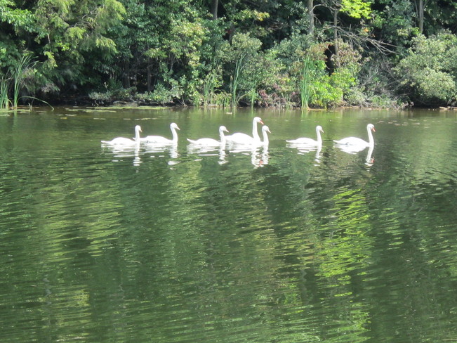 seven swans a swimming Chesley, Ontario Canada