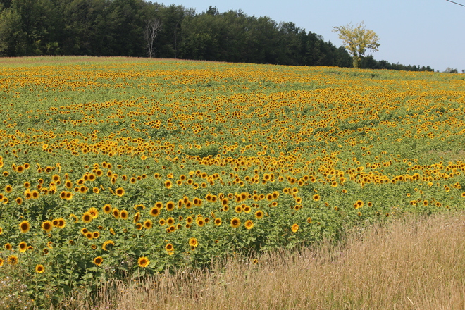 Field of Sunflowers Paisley, Ontario Canada