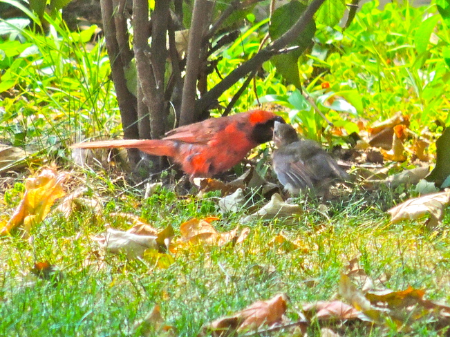 Daddy Cardinal Feeds His Fledgling. Port Perry, Ontario Canada