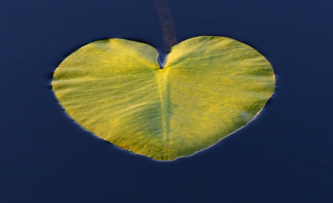 Sherriff Creek heart shaped pad. Elliot Lake, Ontario Canada