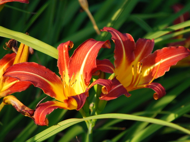 Red and Yellow Lilies Brandon, Manitoba Canada