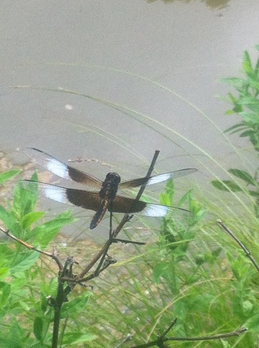 dragonfly Welland, Ontario Canada