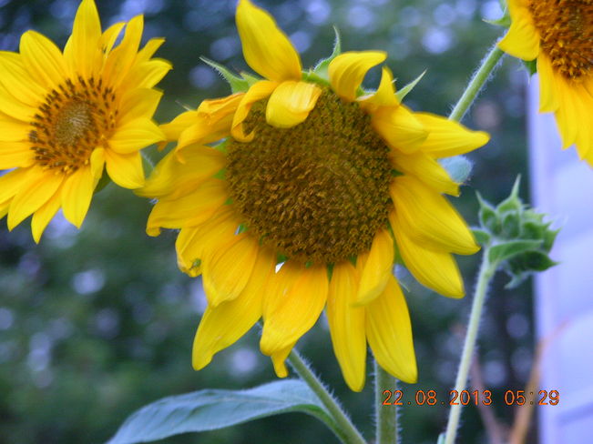 Sunflower that fell out of the birdseed........not bad Salisbury, New Brunswick Canada