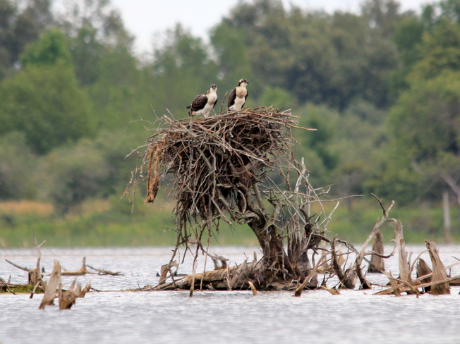Osprey nest the old fashion way! Fergus, Ontario Canada