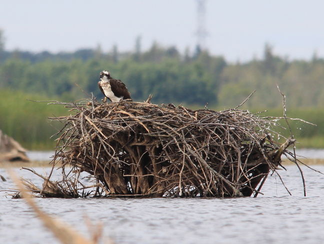 Osprey Nest Fergus, Ontario Canada