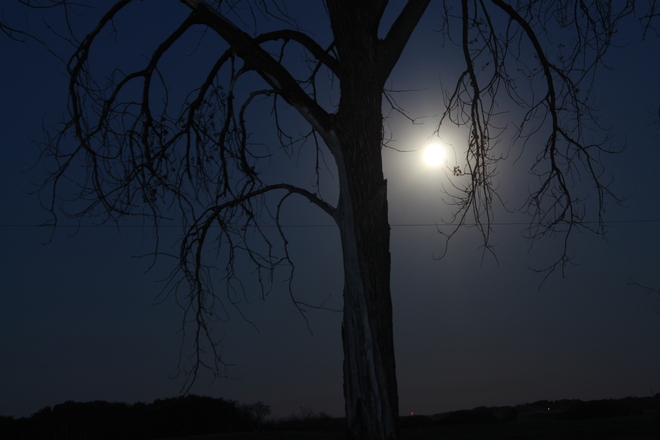 Dead Tree welcomes the moon Vanscoy, Saskatchewan Canada